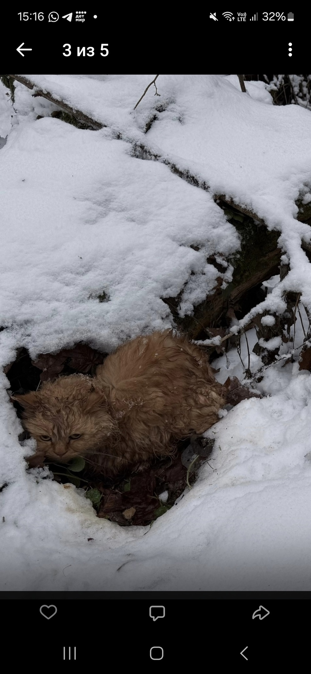 Найдена кошка в Химках — фото объявления