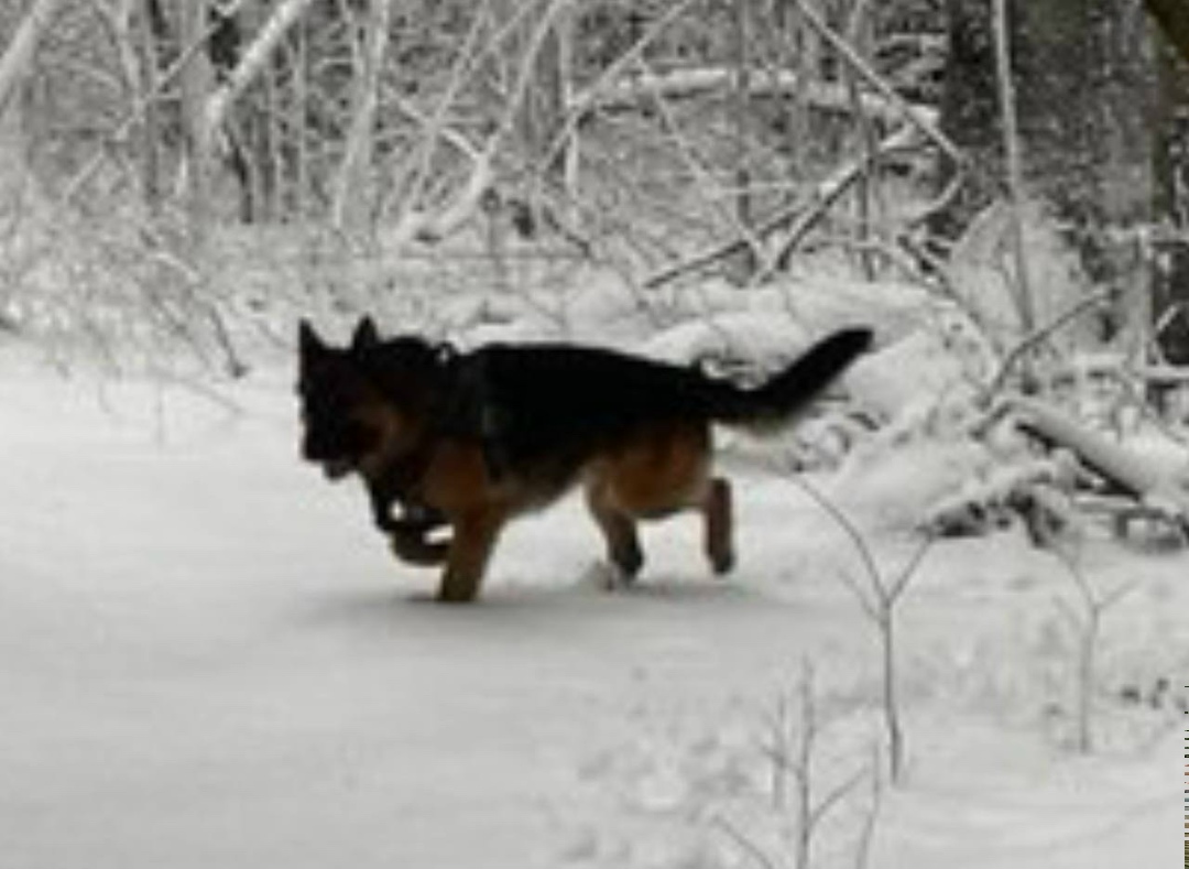 Пропала собака в Химках — фото объявления