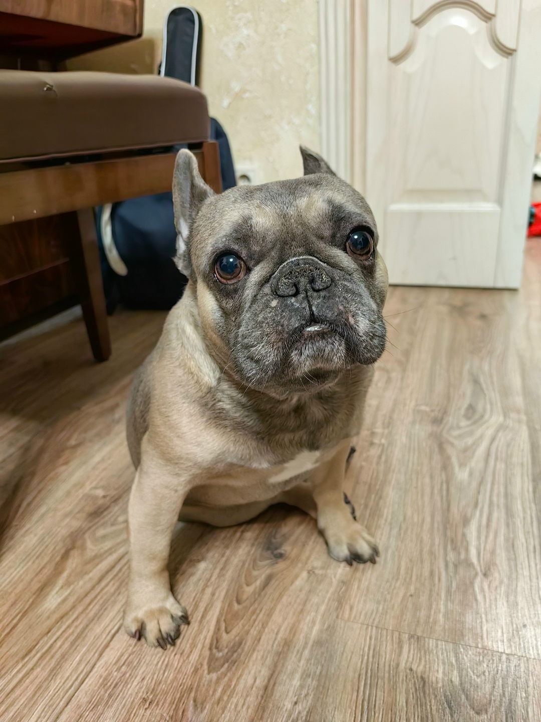 Найдена собака в Химках — фото объявления