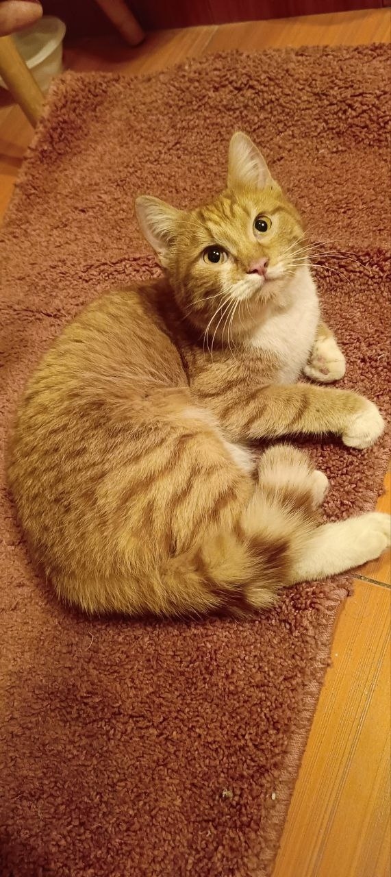 Пропала кошка в Химках — фото объявления