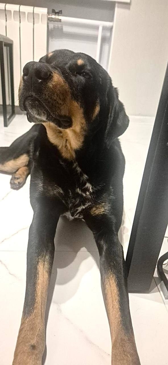 Найдена собака в Химках — фото объявления