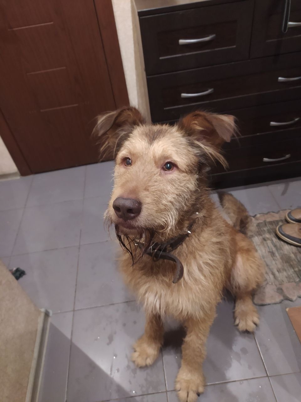 Найдена собака в Химках — фото объявления