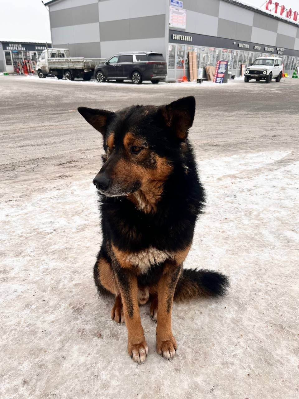 Найдена собака в Химках — фото объявления