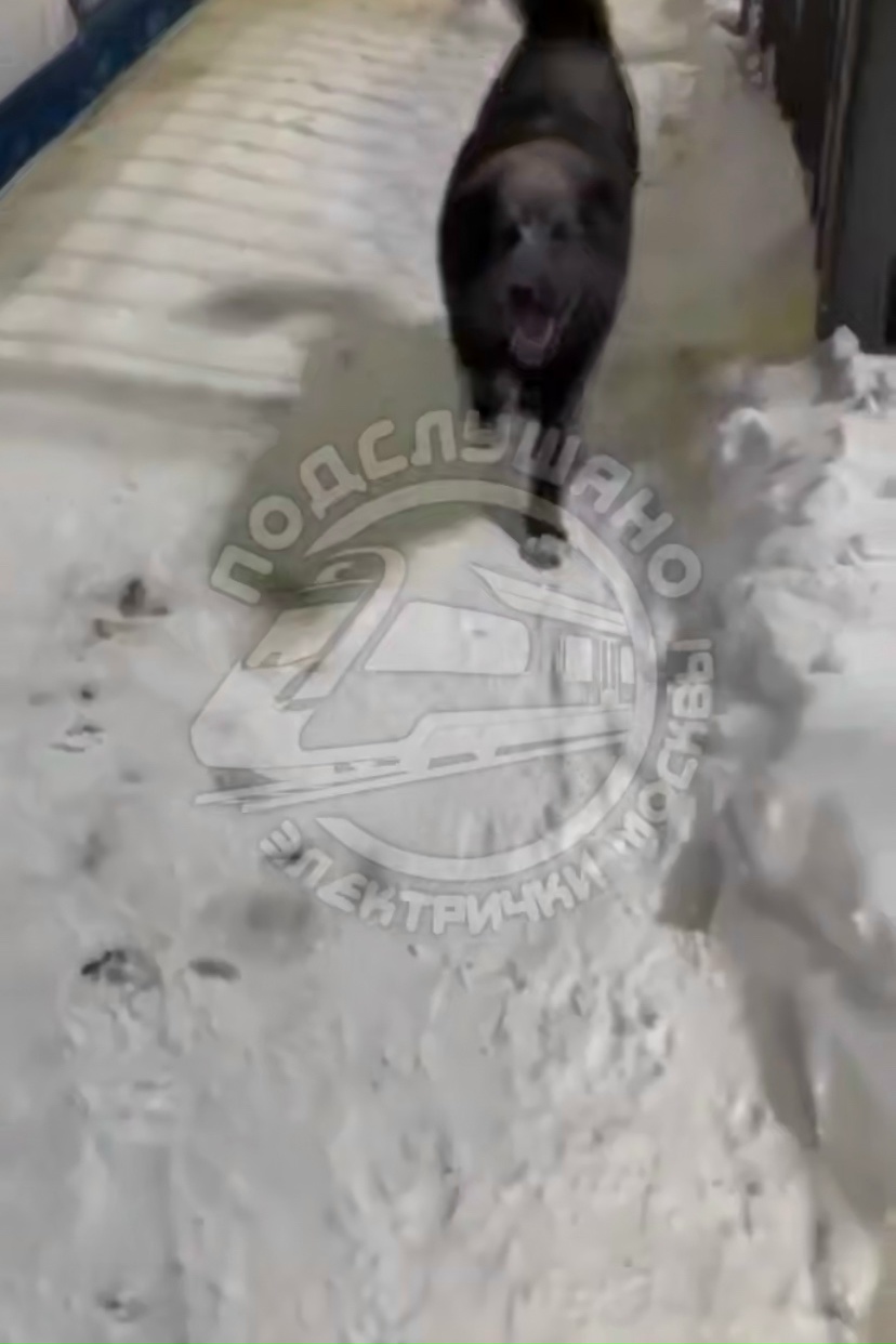 Найдена собака в Химках — фото объявления