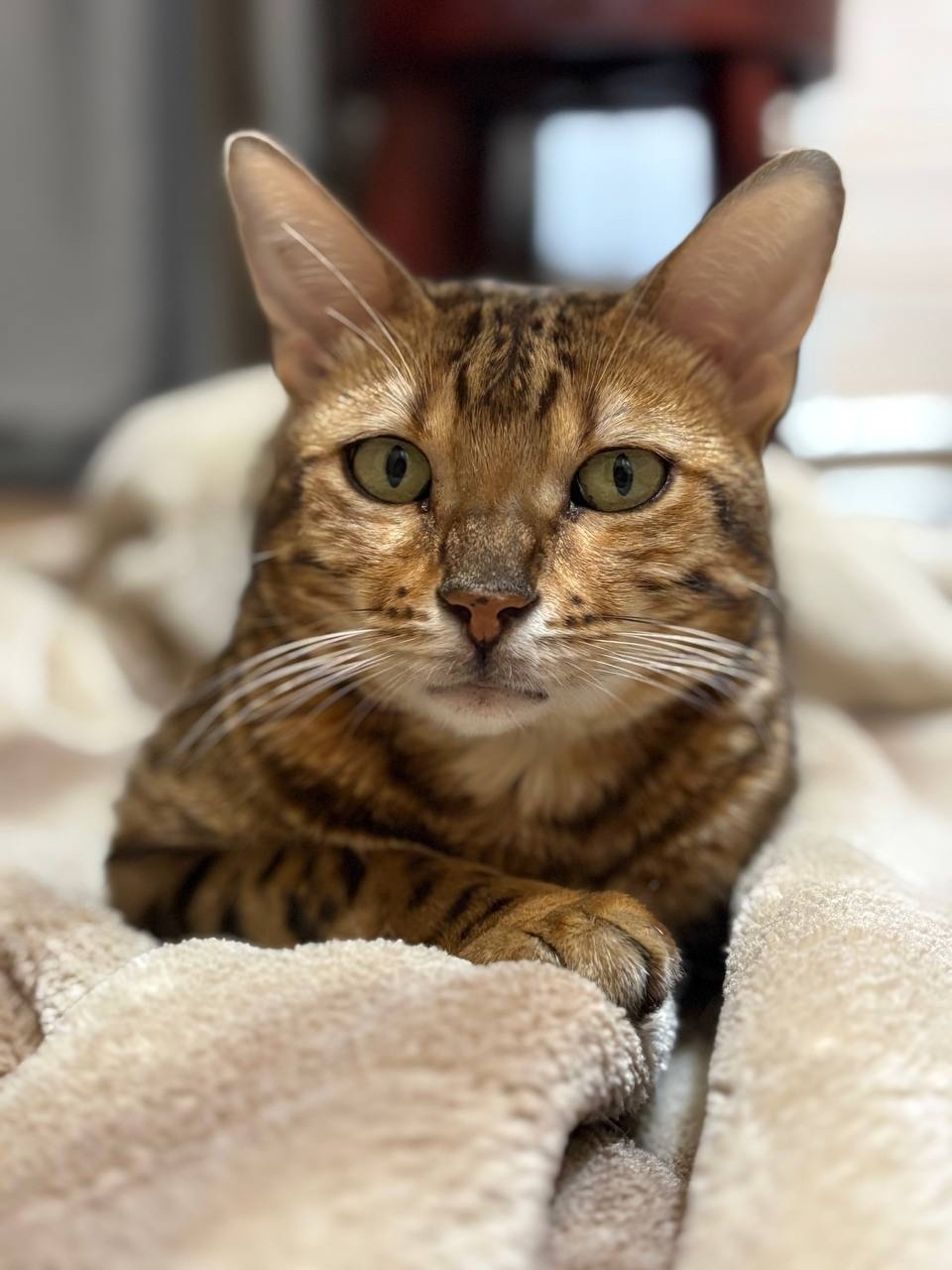 Пропала кошка в Химках — фото объявления