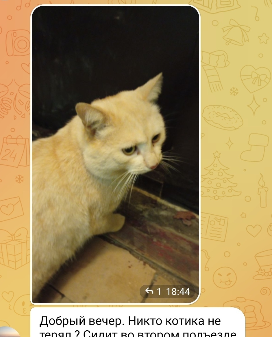 Найдена кошка в Химках — фото объявления