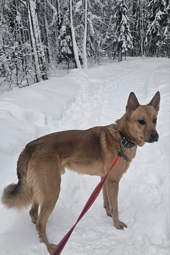 Найдена собака в Химках — фото объявления