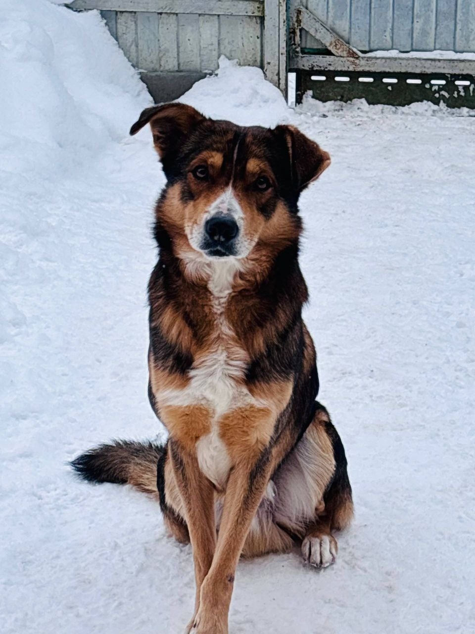 Пропала собака в Химках — фото объявления