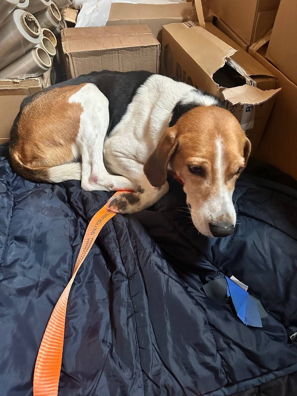 Найдена собака в Химках — фото объявления