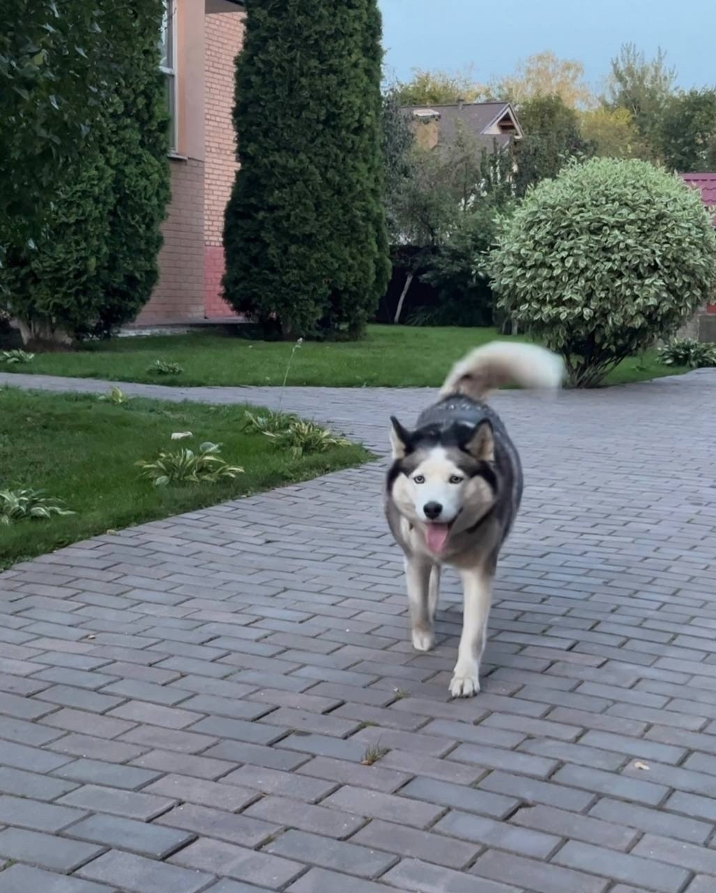 Пропала собака в Химках — фото объявления