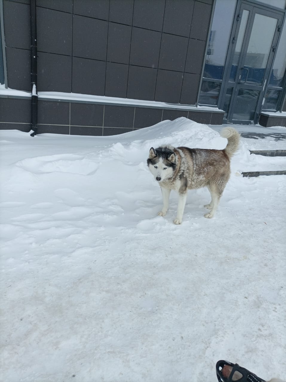 Найдена собака в Химках — фото объявления