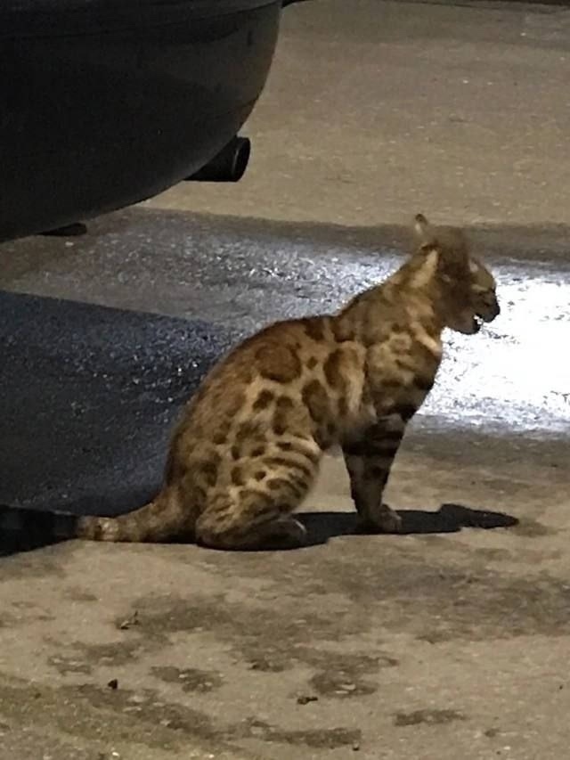 Найдена собака в Химках — фото объявления
