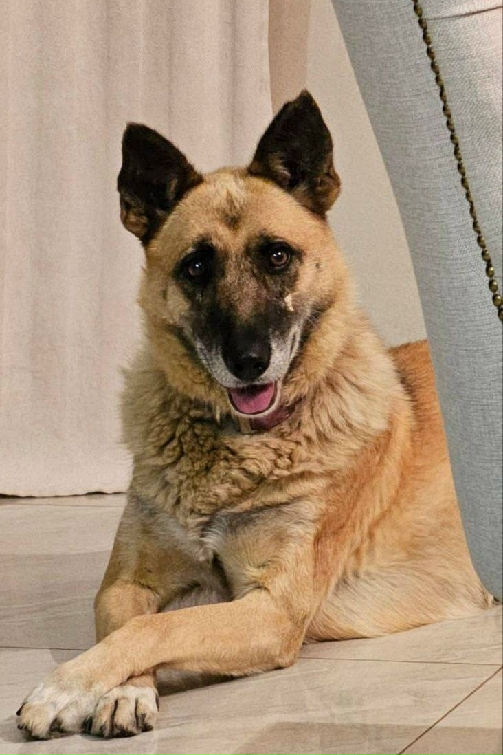 Пропала собака в Химках — фото объявления