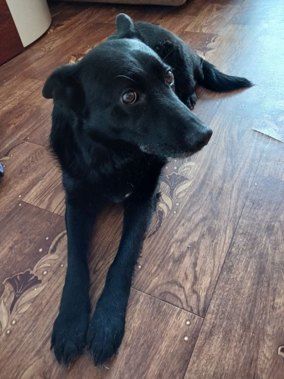 Найдена собака в Химках — фото объявления