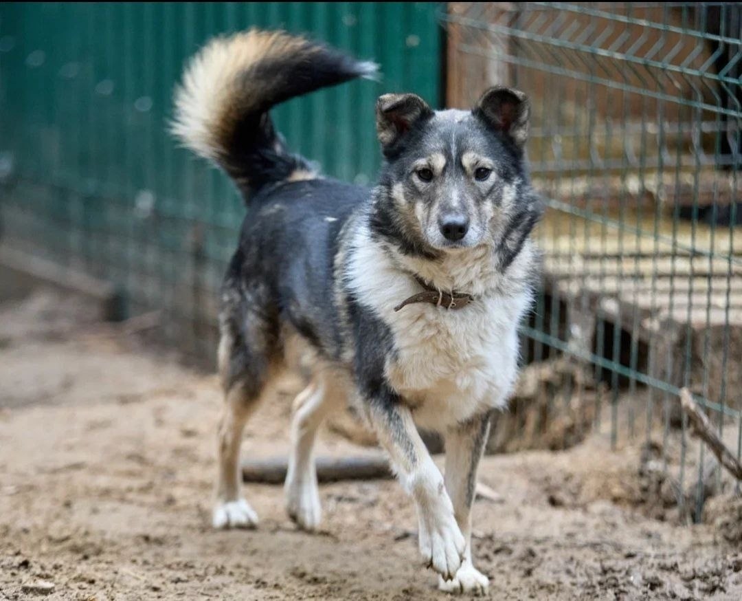 Пропала собака в Химках — фото объявления