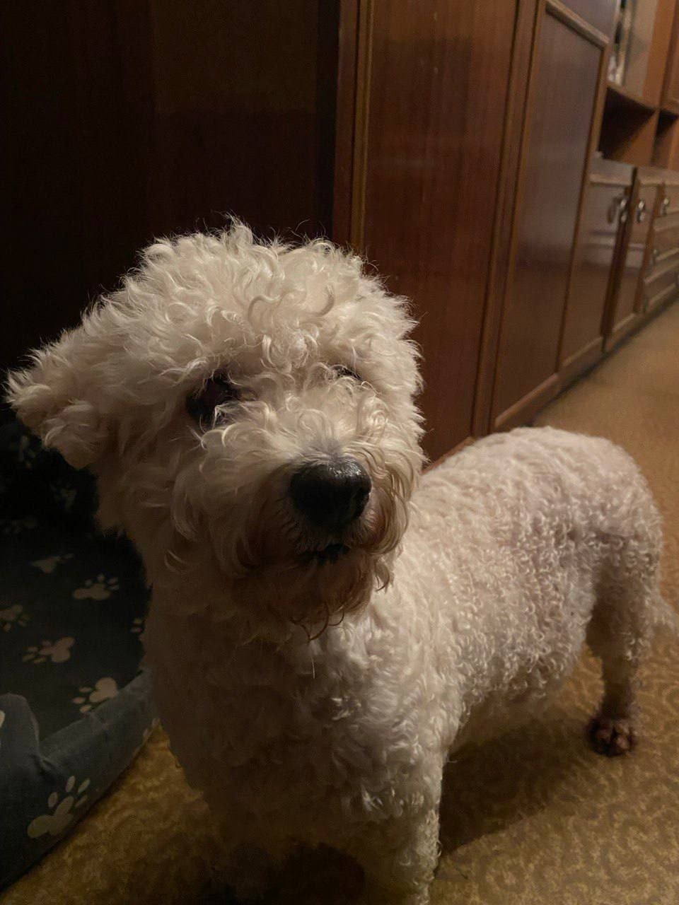 Пропала собака в Химках — фото объявления