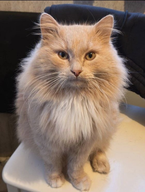 Пропала кошка в Химках — фото объявления