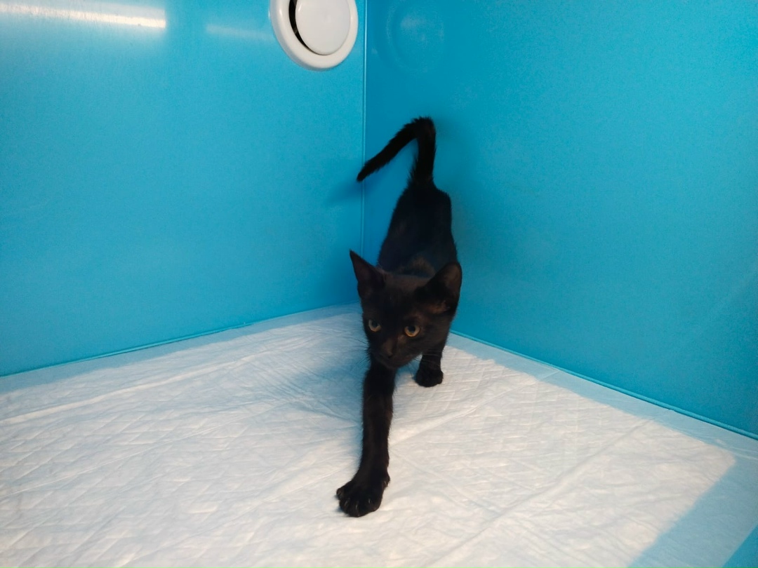 Найдена кошка в Химках — фото объявления