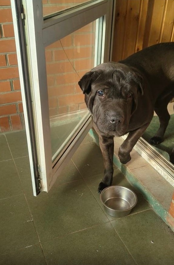 Найдена собака в Химках — фото объявления