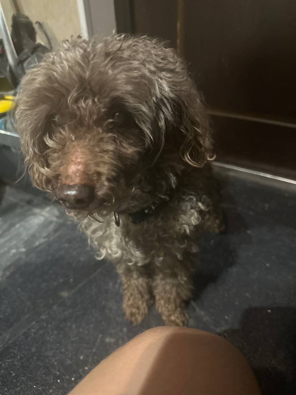 Найдена собака в Химках — фото объявления