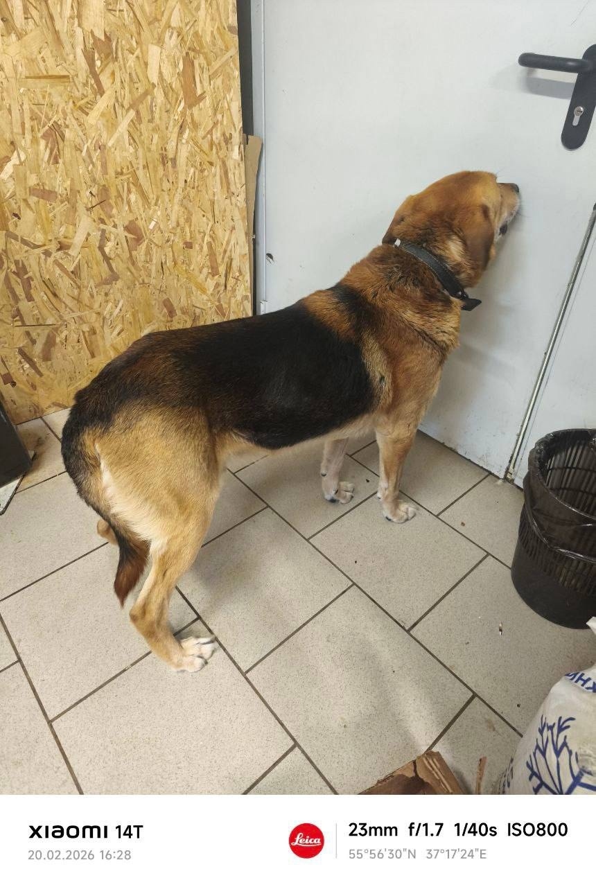 Найдена собака в Химках — фото объявления