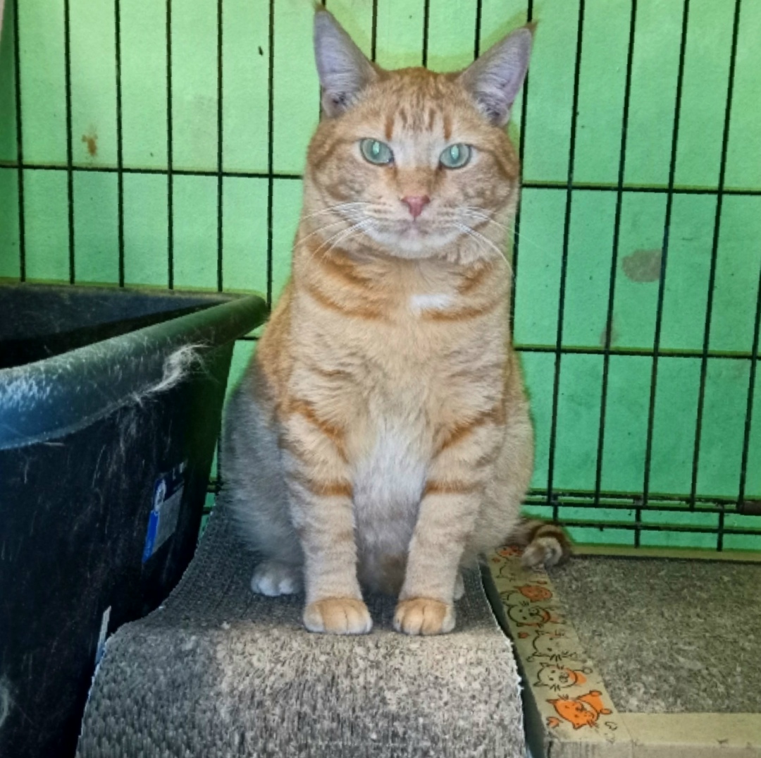 Найдена собака в Химках — фото объявления