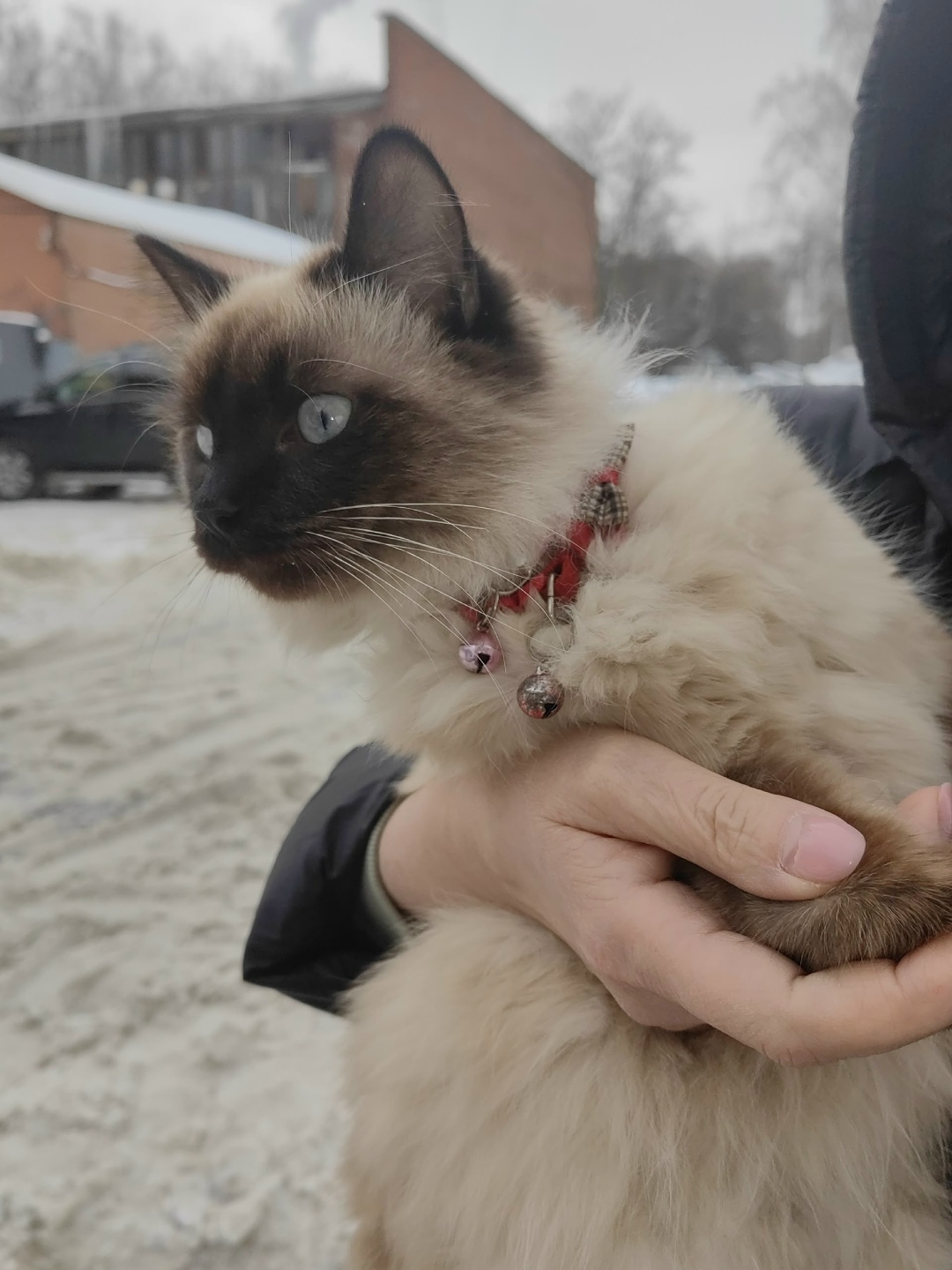 Найдена кошка в Химках — фото объявления