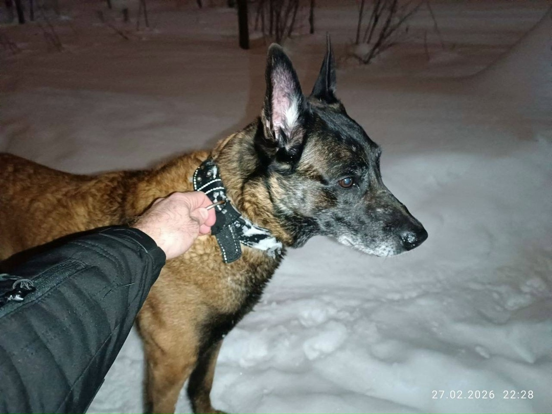 Найдена собака в Химках — фото объявления