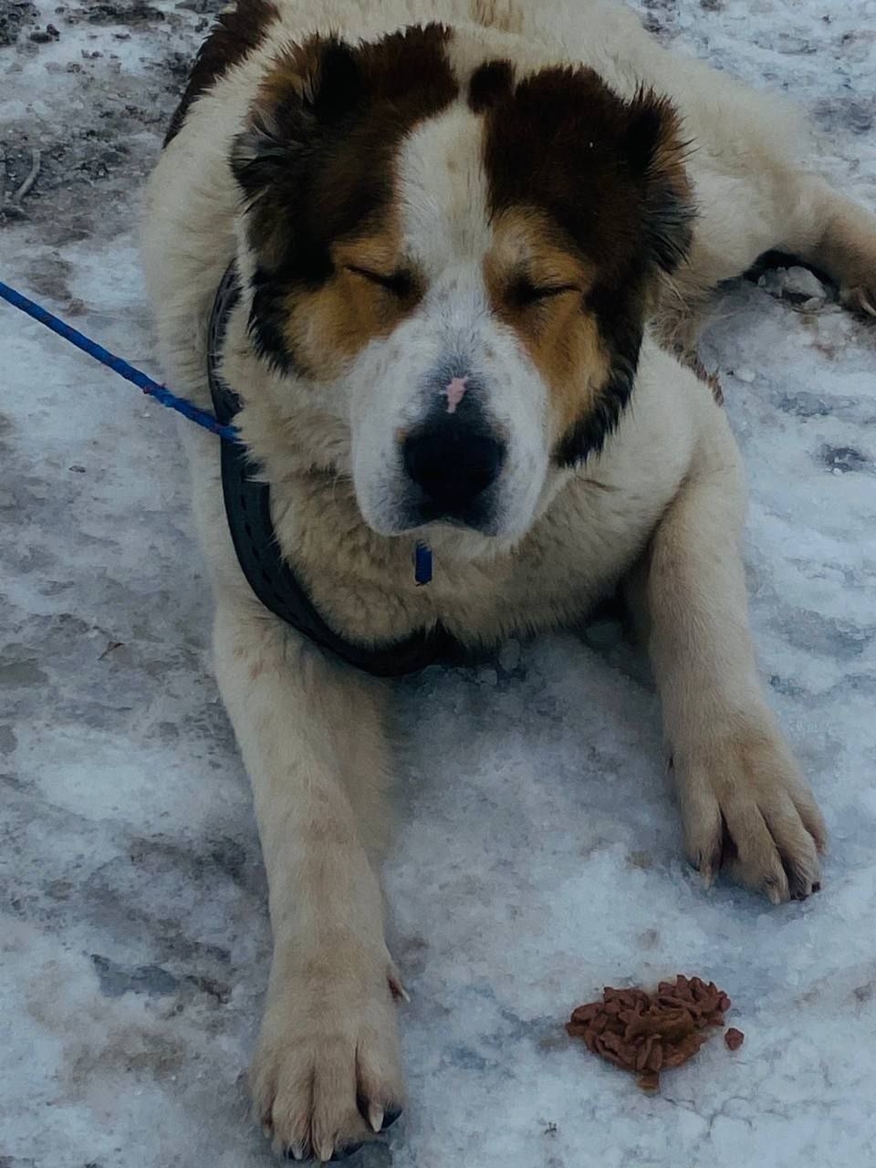 Найдена собака в Химках — фото объявления