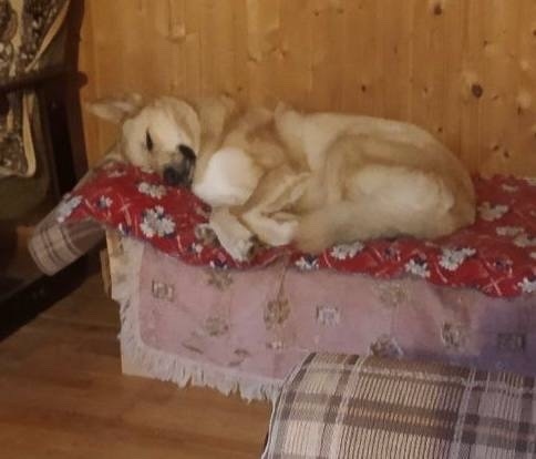 Пропала собака в Химках — фото объявления