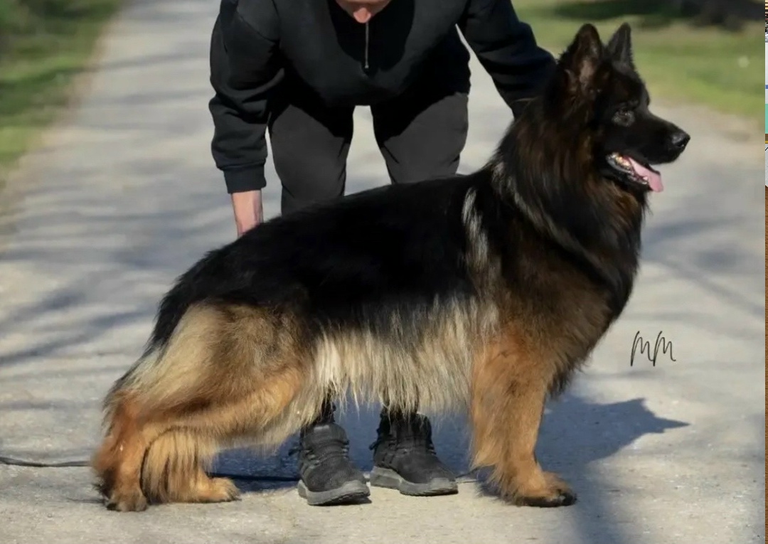 Пропала собака в Химках — фото объявления