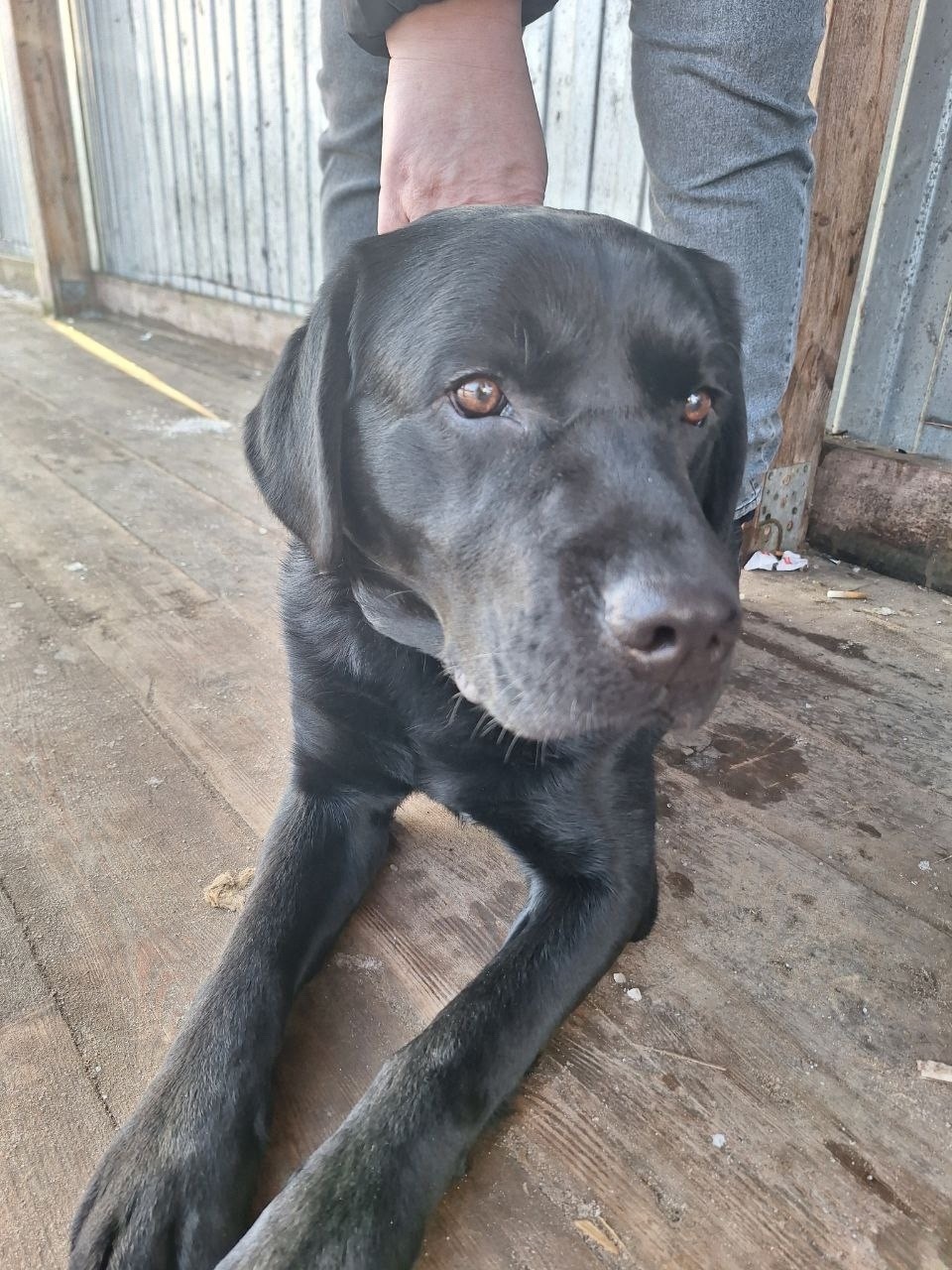 Найдена собака в Химках — фото объявления