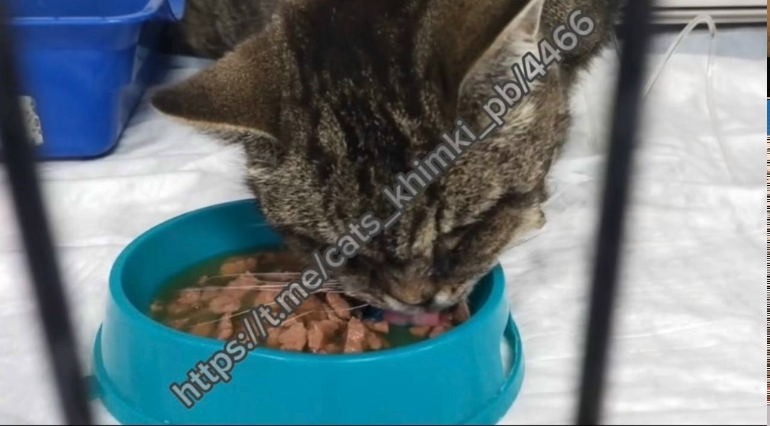 Найдена кошка в Химках — фото объявления