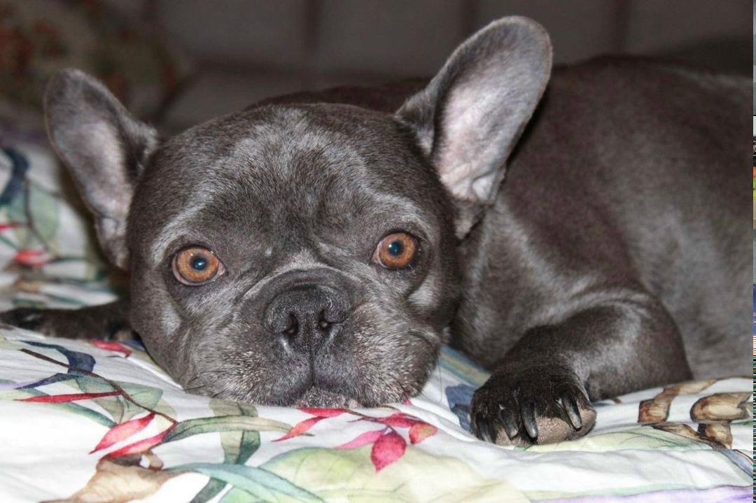 Пропала собака в Химках — фото объявления