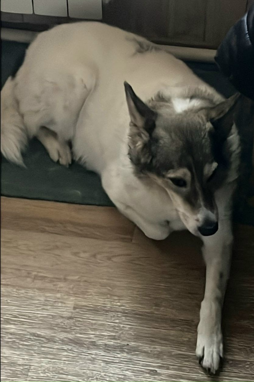 Пропала собака в Химках — фото объявления