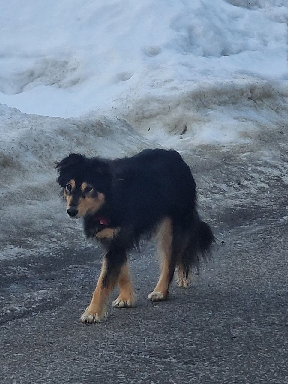 Пропала собака в Химках — фото объявления