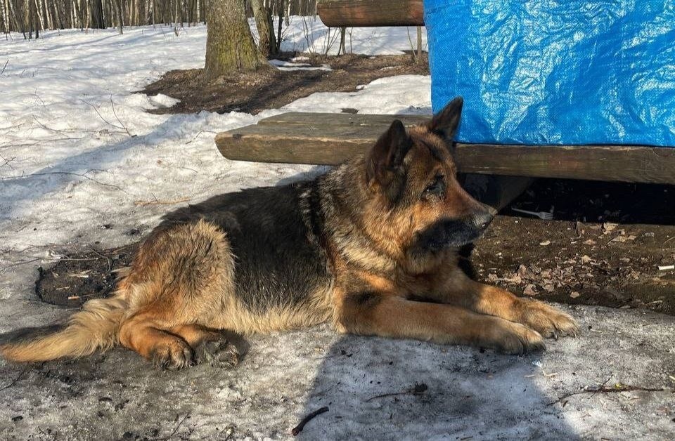 Найдена собака в Химках — фото объявления