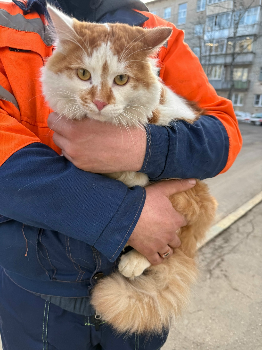 Найдена кошка в Химках — фото объявления