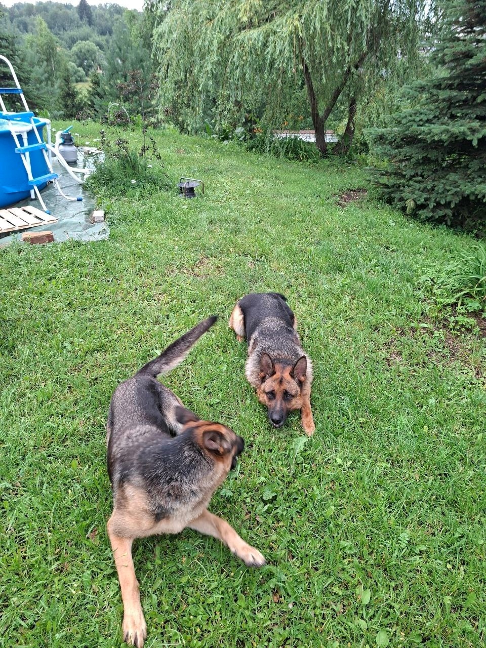 Пропала собака в Химках — фото объявления