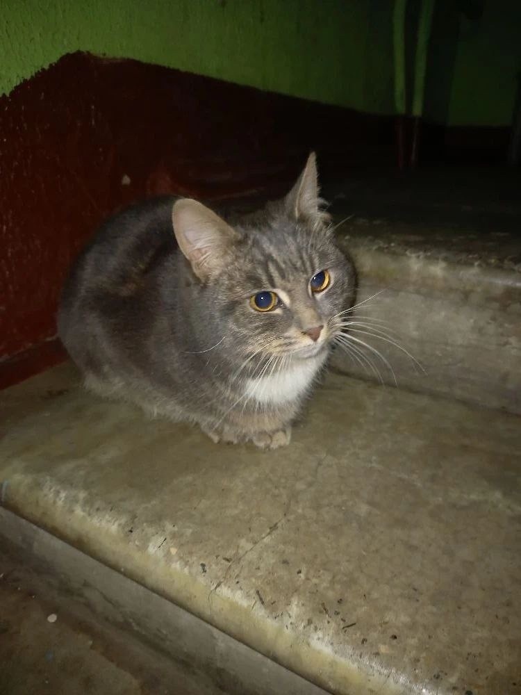 Найдена кошка в Химках — фото объявления
