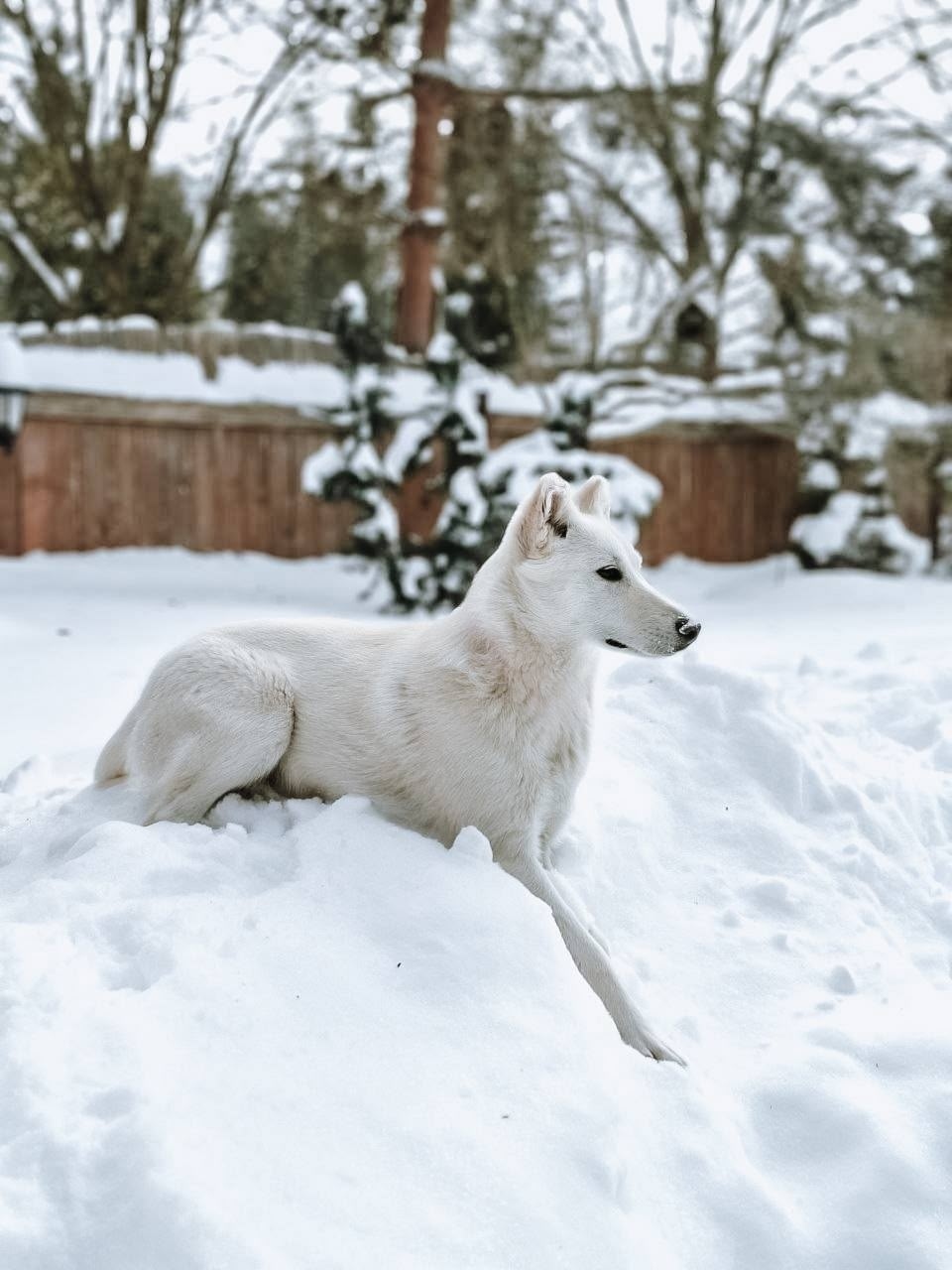 Пропала собака в Химках — фото объявления