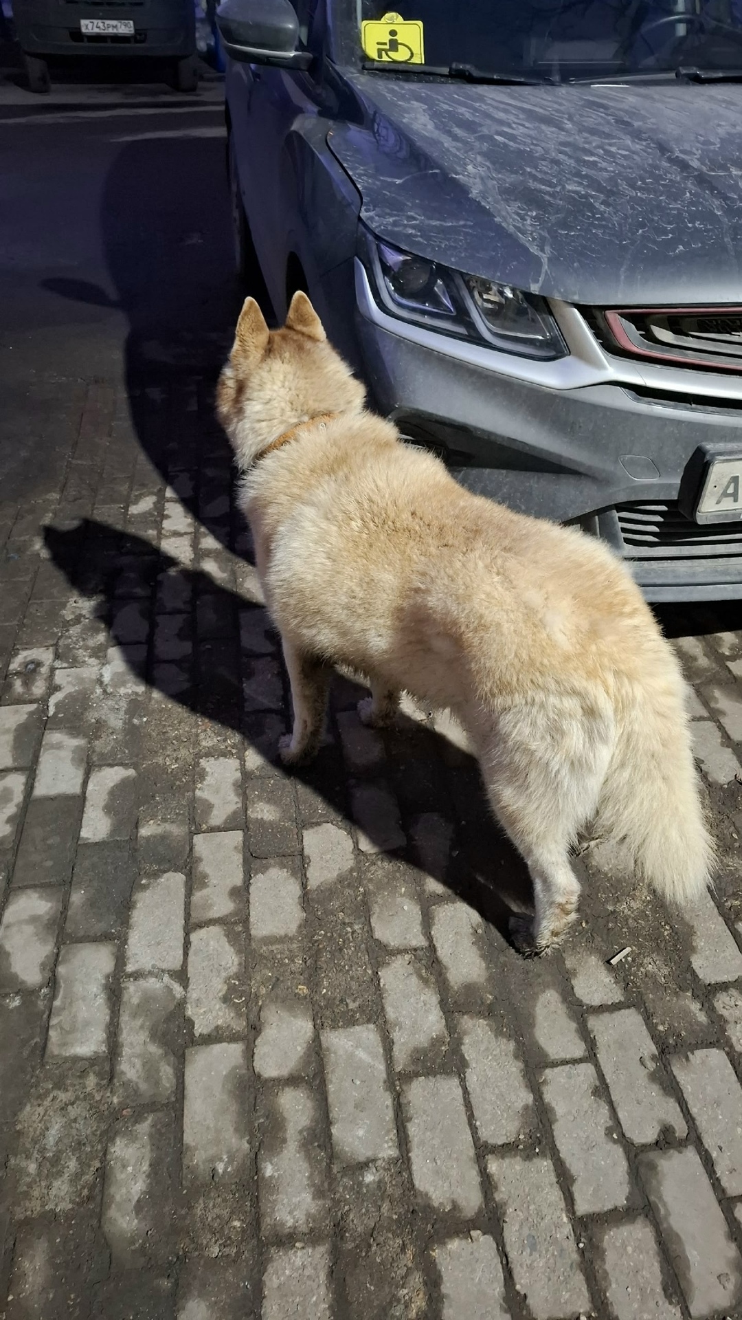 Пропала собака в Химках — фото объявления