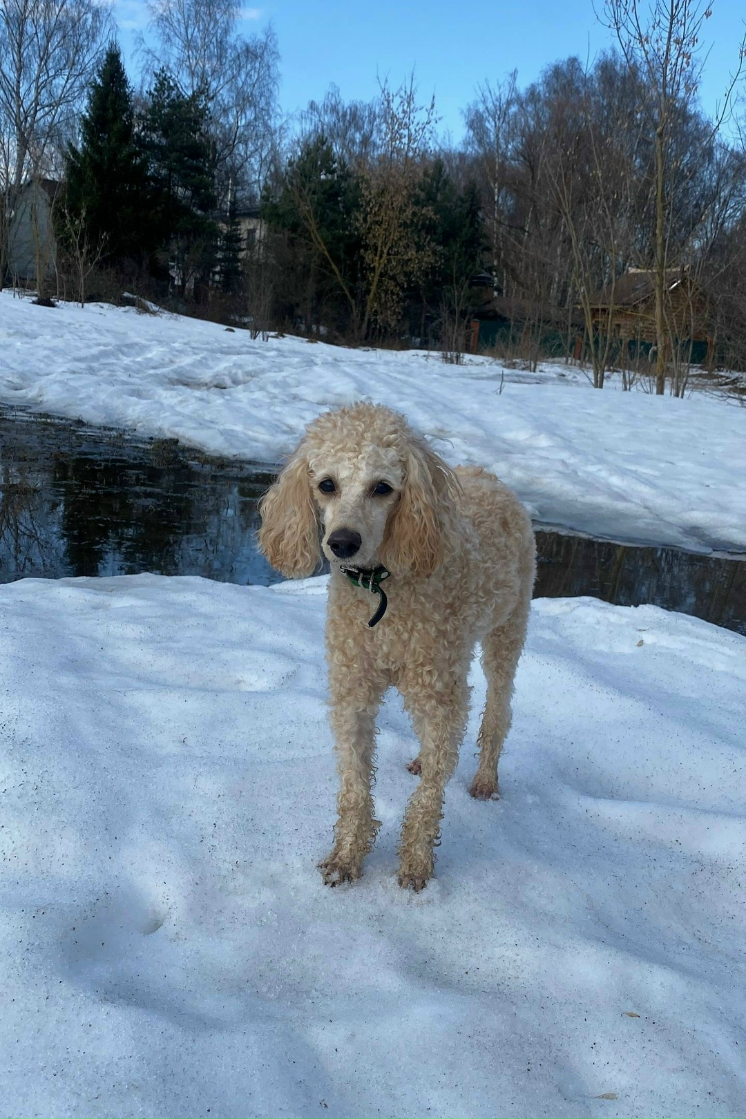 Пропала собака в Химках — фото объявления