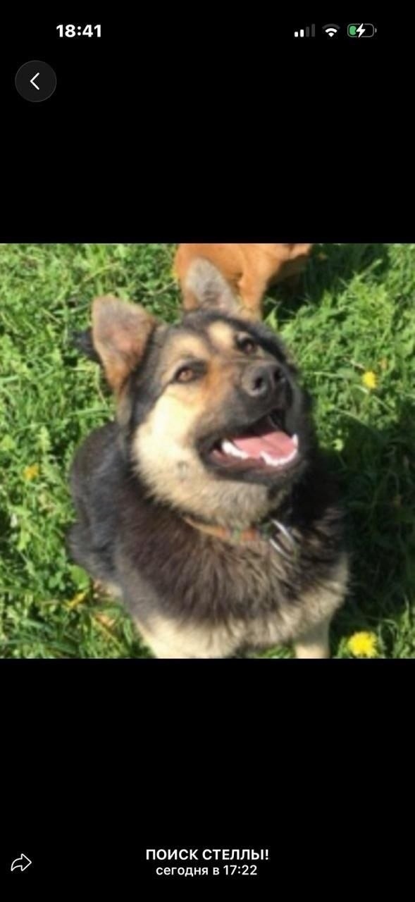 Пропала собака в Химках — фото объявления