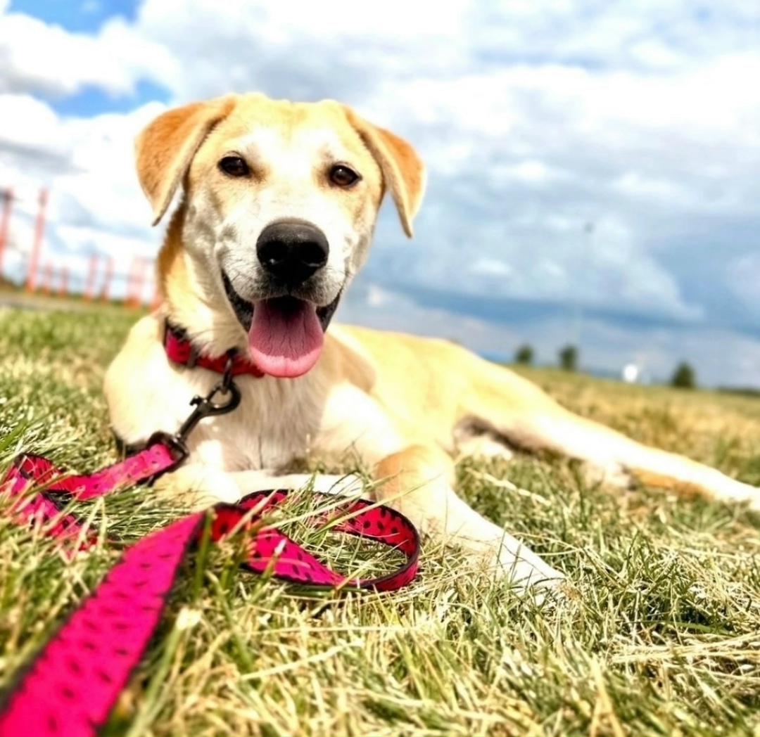 Найдена собака в Химках — фото объявления