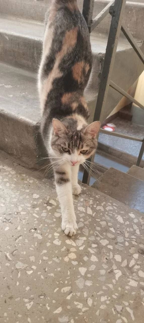 Найдена кошка в Химках — фото объявления