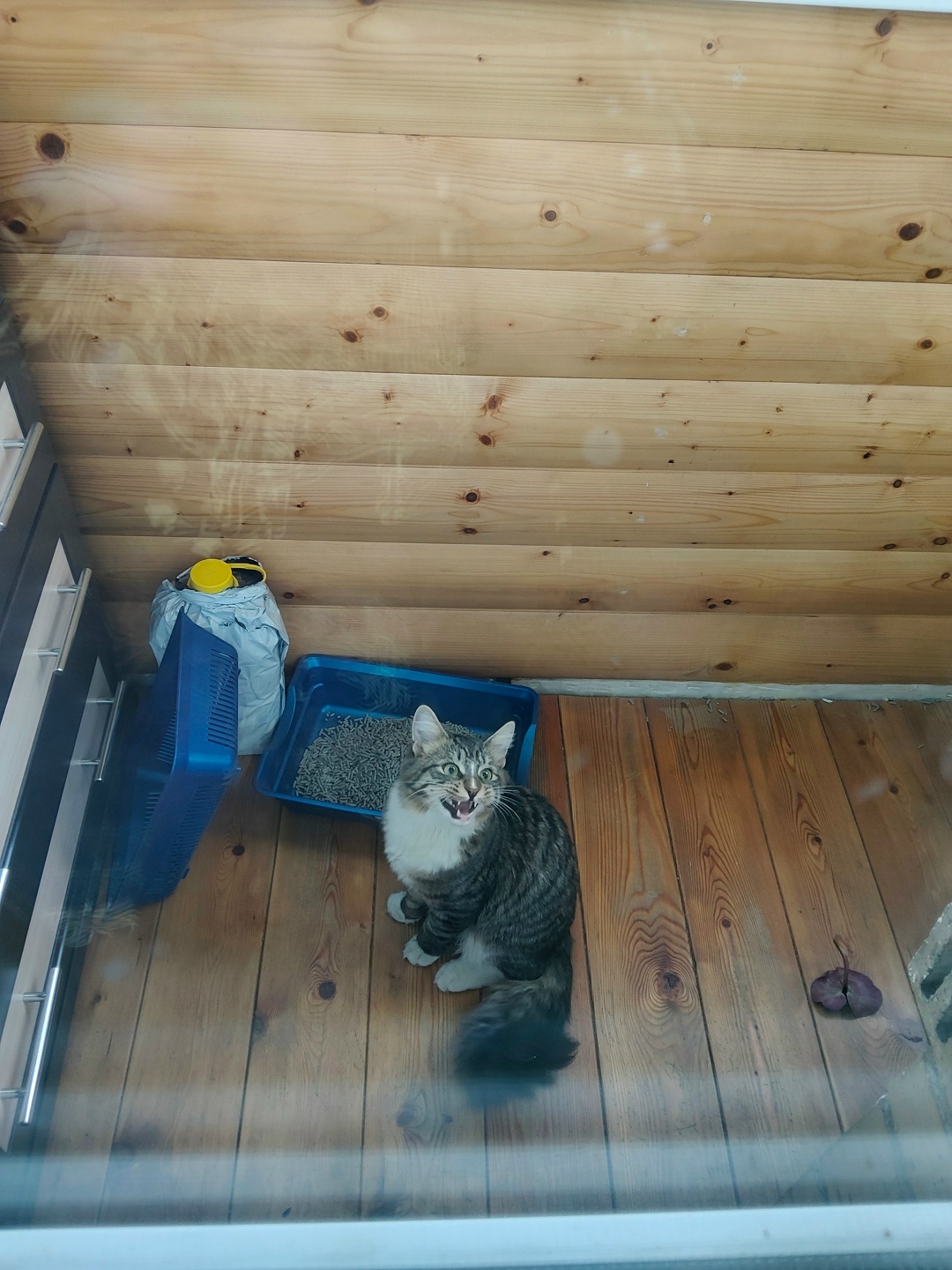 Найдена кошка в Химках — фото объявления