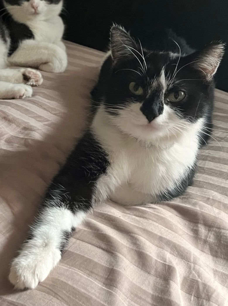 Пропала кошка в Химках — фото объявления