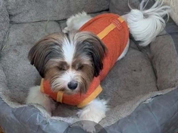 Пропала собака в Химках — фото объявления