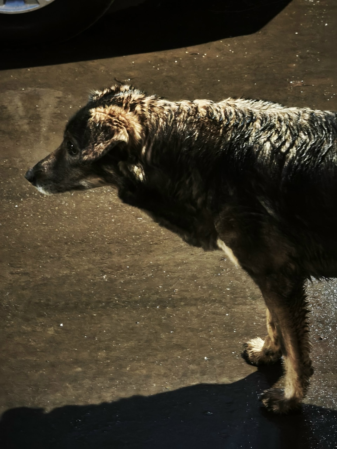 Пропала собака в Химках — фото объявления